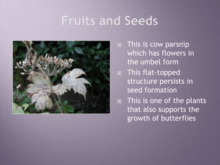 Fruits and SeedsThis is cow parsnip which has flowers in the umbel formThis flat-topped structure persists in seed formationThis is one of the plants that also supports the growth of butterflies