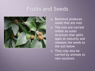 Fruits and SeedsBeechnut produces seeds that are nutsThe nuts are carried within an outer structure that splits open at maturity and releases the seeds to the soil belowThey may also be carried by animals to new locations