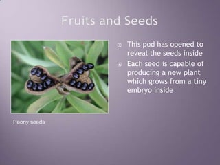 Fruits and SeedsThis pod has opened to reveal the seeds insideEach seed is capable of producing a new plant which grows from a tiny embryo insidePeony seeds