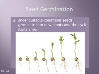 Seed GerminationUnder suitable conditions seeds germinate into new plants and the cycle starts anewClip art