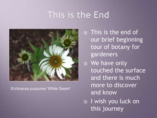 This is the EndThis is the end of our brief beginning tour of botany for gardenersWe have only touched the surface and there is much more to discover and knowI wish you luck on this journeyEchinacea purpurea ‘White Swam’