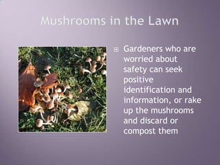 Mushrooms in the LawnGardeners who are worried about safety can seek positive identification and information, or rake up the mushrooms and discard or compost them