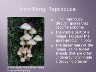 How Fungi ReproduceFungi reproduce through spores that become airborneThe visible part of a fungus is usually the spore-producing bodyThe larger mass of the fungus is fine fungal strands that are often underground or inside a decaying organismA “mushroom” is one kind of fungal spore producing body