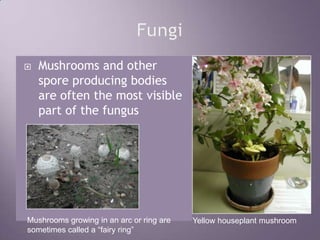 FungiMushrooms and other spore producing bodies are often the most visible part of the fungusMushrooms growing in an arc or ring are sometimes called a “fairy ring”Yellow houseplant mushroom