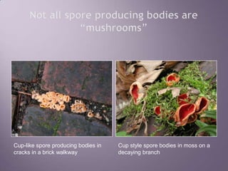 Not all spore producing bodies are “mushrooms”Cup-like spore producing bodies in cracks in a brick walkwayCup style spore bodies in moss on a decaying branch