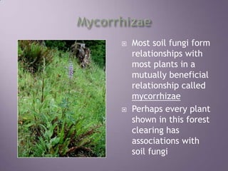 MycorrhizaeMost soil fungi form relationships with most plants in a mutually beneficial relationship called mycorrhizaePerhaps every plant shown in this forest clearing has associations with soil fungi