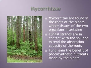 MycorrhizaeMycorrhizae are found in the roots of the plants where tissues of the two organisms intertwineFungal strands are in contact with the soil and extend the absorption capacity of the rootsFungi gain the benefit of photosynthetic nutrients made by the plants