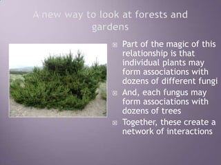 A new way to look at forests and gardensPart of the magic of this relationship is that individual plants may form associations with dozens of different fungiAnd, each fungus may form associations with dozens of trees Together, these create a network of interactions