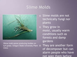 Slime MoldsSlime molds are not technically fungi nor plantsThey grow in moist, usually warm conditions such as forests and damp gardensThey are another form of decomposer but can alarm people who have not seen them beforeSlime mold spore producing bodies on turf grass. Oregon State University Plant Clinic