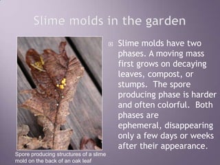 Slime molds in the gardenSlime molds have two phases. A moving mass first grows on decaying leaves, compost, or stumps.  The spore producing phase is harder and often colorful.  Both phases are ephemeral, disappearing only a few days or weeks after their appearance.Spore producing structures of a slime mold on the back of an oak leaf