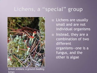 Lichens, a “special” groupLichens are usually small and are not individual organismsInstead, they are a combination of two different organisms—one is a fungus, and the other is algaeBritish soldiers, a ground dwelling lichen