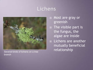 LichensMost are gray or greenishThe visible part is the fungus, the algae are insideLichens are another mutually beneficial relationshipSeveral kinds of lichens on a tree branch 