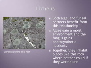 LichensBoth algal and fungal partners benefit from this relationshipAlgae gain a moist environment and the fungus gains photosynthetic nutrientsTogether, they inhabit places like this rock where neither could if they were aloneLichens growing on a rock