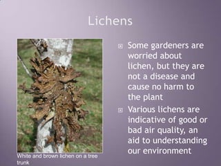 LichensSome gardeners are worried about lichen, but they are not a disease and cause no harm to the plantVarious lichens are indicative of good or bad air quality, an aid to understanding our environmentWhite and brown lichen on a tree trunk