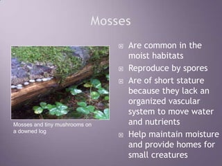 MossesAre common in the moist habitatsReproduce by sporesAre of short stature because they lack an organized vascular system to move water and nutrientsHelp maintain moisture and provide homes for small creaturesMosses and tiny mushrooms on a downed log