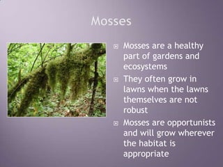 MossesMosses are a healthy part of gardens and ecosystemsThey often grow in lawns when the lawns themselves are not robustMosses are opportunists and will grow wherever the habitat is appropriate