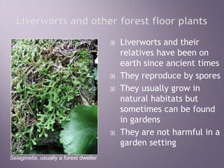 Liverworts and other forest floor plantsLiverworts and their relatives have been on earth since ancient timesThey reproduce by sporesThey usually grow in natural habitats but sometimes can be found in gardensThey are not harmful in a garden settingSelaginella, usually a forest dweller