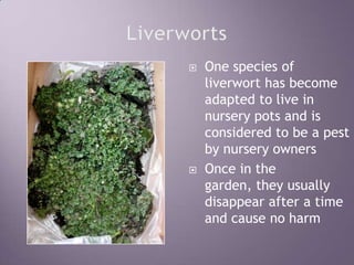 LiverwortsOne species of liverwort has become adapted to live in nursery pots and is considered to be a pest by nursery ownersOnce in the garden, they usually disappear after a time and cause no harm