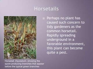 HorsetailsPerhaps no plant has caused such concern to tidy gardeners as the common horsetail.  Rapidly spreading underground in a favorable environment, this plant can become quite a pest.Horsetail, Equisetum, showing the spore producing branches that appear before the typical green branches