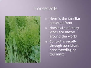 HorsetailsHere is the familiar horsetail formHorsetails of many kinds are native around the worldControl is usually through persistent hand weeding or tolerance