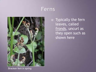 FernsTypically the fern leaves, called fronds, uncurl as they open such as shown hereBracken fern in spring