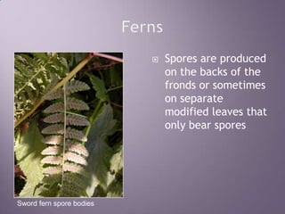 FernsSpores are produced on the backs of the fronds or sometimes on separate modified leaves that only bear sporesSword fern spore bodies