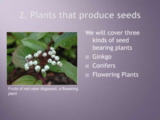 2. Plants that produce seedsWe will cover three kinds of seed bearing plantsGinkgoConifersFlowering PlantsFruits of red osier dogwood, a flowering plant