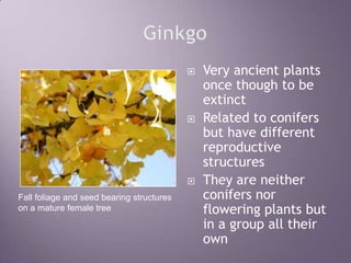GinkgoVery ancient plants once though to be extinctRelated to conifers but have different reproductive structuresThey are neither conifers nor flowering plants but in a group all their ownFall foliage and seed bearing structures on a mature female tree