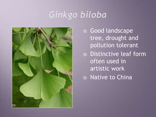 Ginkgo bilobaGood landscape tree, drought and pollution tolerantDistinctive leaf form often used in artistic workNative to China