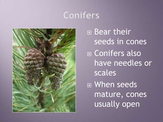 ConifersBear their seeds in conesConifers also have needles or scalesWhen seeds mature, cones usually open
