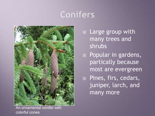 ConifersLarge group with many trees and shrubsPopular in gardens, particallybecause most are evergreenPines, firs, cedars, juniper, larch, and many moreAn ornamental conifer with colorful cones