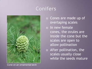 ConifersCones are made up of overlaping scalesIn new female cones, the ovules are inside the cone but the scales are open to allow pollinationAfter pollination, the scales usually close while the seeds matureCone on an ornamental larch
