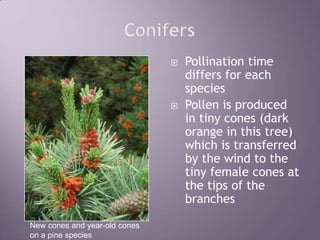 ConifersPollination time differs for each speciesPollen is produced in tiny cones (dark orange in this tree) which is transferred by the wind to the tiny female cones at the tips of the branchesNew cones and year-old cones on a pine species