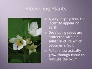 Flowering PlantsA very large group, the latest to appear on earthDeveloping seeds are protected within a solid structure which becomes a fruitPollen must actually grow through tissue to fertilize the ovum