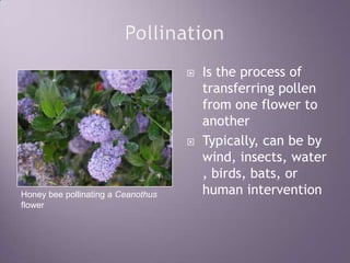 PollinationIs the process of transferring pollen from one flower to anotherTypically, can be by wind, insects, water, birds, bats, or human interventionHoney bee pollinating a Ceanothus flower