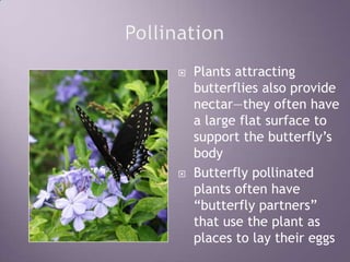 PollinationPlants attracting butterflies also provide nectar—they often have a large flat surface to support the butterfly’s bodyButterfly pollinated plants often have “butterfly partners” that use the plant as places to lay their eggs