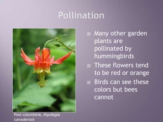 PollinationMany other garden plants are pollinated by hummingbirdsThese flowers tend to be red or orangeBirds can see these colors but bees cannotRed columbine, Aquilegia canadensis