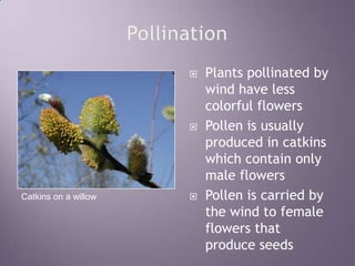 PollinationPlants pollinated by wind have less colorful flowersPollen is usually produced in catkins which contain only male flowersPollen is carried by the wind to female flowers that produce seedsCatkins on a willow