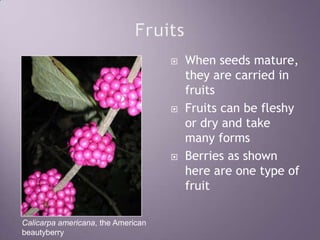 FruitsWhen seeds mature, they are carried in fruitsFruits can be fleshy or dry and take many formsBerries as shown here are one type of fruitCalicarpa americana, the American beautyberry