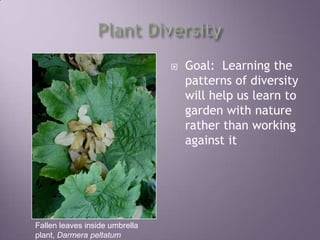 Plant DiversityGoal:  Learning the patterns of diversity will help us learn to garden with nature rather than working against itFallen leaves inside umbrella plant, Darmerapeltatum