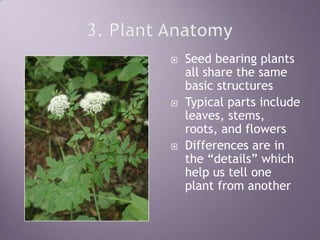 3. Plant AnatomySeed bearing plants all share the same basic structuresTypical parts include leaves, stems, roots, and flowersDifferences are in the “details” which help us tell one plant from another