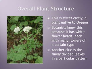 Overall Plant StructureThis is sweet cicely, a plant native to OregonBotanists know this because it has white flower heads, each with many flowers of a certain typeAnother clue is the finely divided leaves in a particular pattern