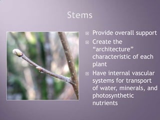 StemsProvide overall supportCreate the “architecture” characteristic of each plantHave internal vascular systems for transport of water, minerals, and photosynthetic nutrients