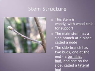 Stem StructureThis stem is woody, with wood cells for supportThe main stem has a side branch at a place called a nodeThe side branch has two buds, one at the end – a terminal bud, and one on the side, called a lateral bud