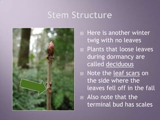 Stem StructureHere is another winter twig with no leavesPlants that loose leaves during dormancy are called deciduousNote the leaf scars on the side where the leaves fell off in the fallAlso note that the terminal bud has scales