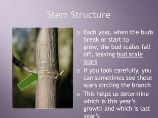 Stem StructureEach year, when the buds break or start to grow, the bud scales fall off, leaving bud scale scarsIf you look carefully, you can sometimes see these scars circling the branchThis helps us determine which is this year’s growth and which is last year’s