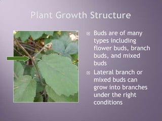 Plant Growth StructureBuds are of many types including flower buds, branch buds, and mixed budsLateral branch or mixed buds can grow into branches under the right conditions
