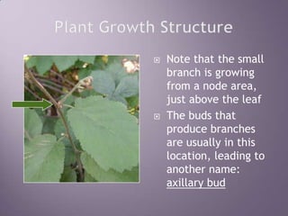 Plant Growth StructureNote that the small branch is growing from a node area, just above the leafThe buds that produce branches are usually in this location, leading to another name: axillarybud