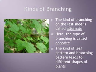 Kinds of BranchingThe kind of branching on the last slide is called alternate Here, the type of branching is called oppositeThe kind of leaf pattern and branching pattern leads to different shapes of plants