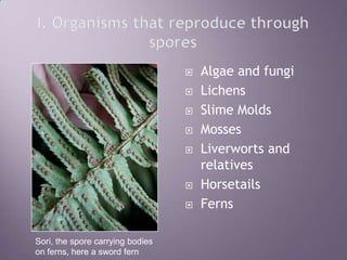 I. Organisms that reproduce through sporesAlgae and fungiLichensSlime Molds MossesLiverworts and relativesHorsetailsFernsSori, the spore carrying bodies on ferns, here a sword fern